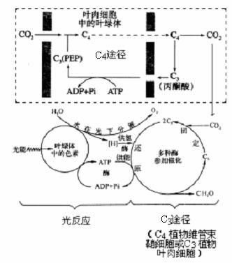 c4植物光合作用的特點(diǎn)過程圖解 c4植物基本特點(diǎn)可歸納為 在c4植物中有c4途徑也有c3途徑 c4途徑發(fā)生在葉肉細(xì)胞的葉綠體中.c3途徑發(fā)生在維管束鞘細(xì)胞葉綠體中 c4途徑起到