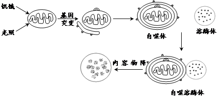 美國(guó)生物化學(xué)家卡爾文和他的同事在上個(gè)世紀(jì)50年代應(yīng)用同位素示蹤技術(shù).即14CO2飼養(yǎng)小球藻.觀察在小球藻光合作用中碳的轉(zhuǎn)化和去向.從而首次揭示了自然界最基本的生命過程.(1)光照下卡爾文給小球藻懸浮液通入14CO2.一定時(shí)間后殺死小球藻.同時(shí)提取產(chǎn)物并分析.實(shí)驗(yàn)發(fā)現(xiàn).僅僅30秒的時(shí)間.放射性代謝產(chǎn)物多達(dá)幾十種.縮短時(shí)間到7s.題目和參考答案