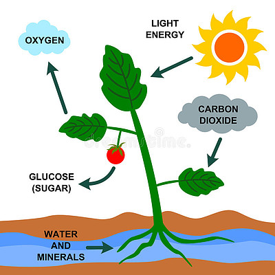 光合作用反應(yīng)過程
