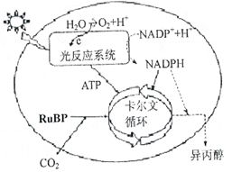 如圖甲表示某綠色植物的細胞代謝狀況,圖乙表示在一定條件下測得的該植物光照強度與光合速率的關(guān)系,圖丙是某興趣小組將該植物栽培在密閉玻璃溫室中.用紅外線測量儀測得室內(nèi)的