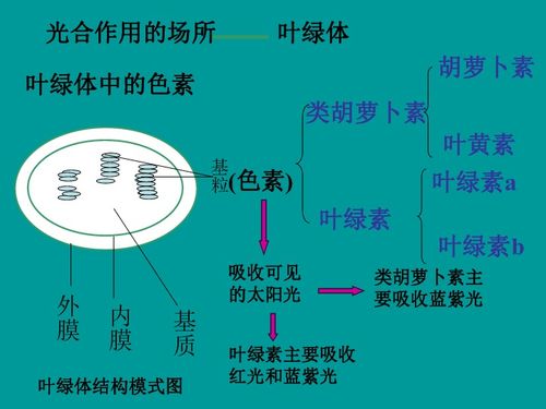 高一生物光與光合作用課件4下載 生物 21世紀教育網(wǎng)