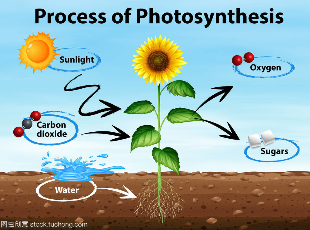 圖中顯示的光合作用過程