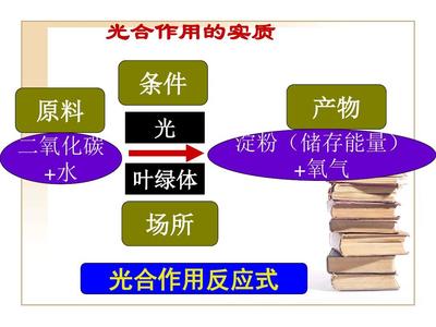 光合作用意義應(yīng)用與葉片PPT