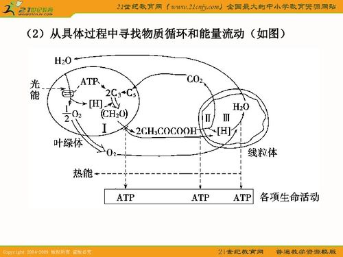 高三2011年一輪復(fù)習(xí)系列課件之光合作用和細(xì)胞呼吸的知識梳理與題型探究下載 生物 21世紀(jì)教育網(wǎng)