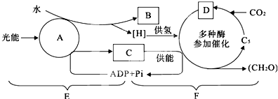 高等植物光合作用與呼吸作用過程中物質變化關系解析