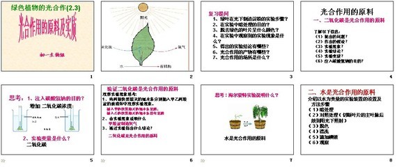 綠色植物的光合作用