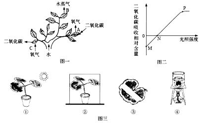 夏日清涼何處尋？紫金公園的綠意與光合作用